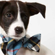 Illustration for article titled Adorable Adoptable Animals in Accessories Will Make Your Eyes Leak